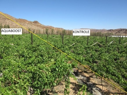 An image showing the difference between sampled of grape vines.