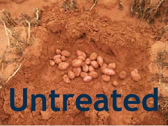 A photo of untreated potatoes